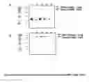 Fig. 10 - Immunogenic formulations comprising oil bodies