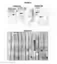 Fig. 06 - Immunisation against chlamydia trachomatis