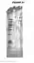 Fig. 34 - Immunisation against chlamydia trachomatis