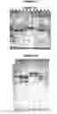 Fig. 50 - Immunisation against chlamydia trachomatis