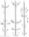 Fig. 11 - Recombinant expression of heterologous nucleic acids in protozoa