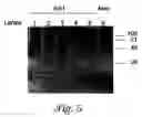 Fig. 32 - Recombinant expression of heterologous nucleic acids in protozoa