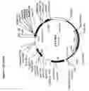 Fig. 07 - Regulated antigen delivery system (RADS)