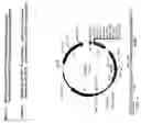 Fig. 12 - Regulated antigen delivery system (RADS)