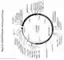Fig. 22 - Regulated antigen delivery system (RADS)