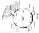 Fig. 24 - Regulated antigen delivery system (RADS)