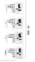 Fig. 06 - Stabilized soluble glycoprotein trimers