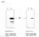 Fig. 10 - Rescue agents for treating botulinum toxin intoxications