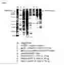Fig. 14 - Rescue agents for treating botulinum toxin intoxications