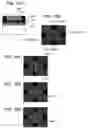 Fig. 11 - Method of fabricating devices and observing the same