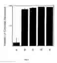 Fig. 05 - Cryopreservation of pluripotent stem cells
