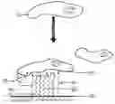 Fig. 01 - Bio-sensors