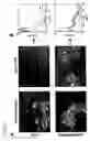 Fig. 09 - Library of modified structural genes or capsid modified particles useful for the identification of viral clones with desired cell tropism