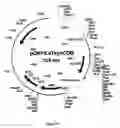 Fig. 32 - Viral vector