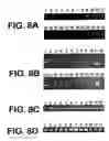 Fig. 06 - Saitohin gene and uses of same