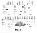Fig. 07 - Saitohin gene and uses of same