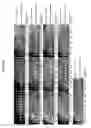 Fig. 06 - Method and kit for detecting mutation or nucleotide variation of organism