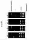 Fig. 07 - Method and kit for detecting mutation or nucleotide variation of organism
