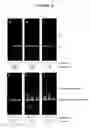 Fig. 19 - Method and kit for detecting mutation or nucleotide variation of organism
