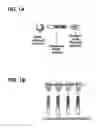 Fig. 02 - Methods of using cleavable solid phases for isolating nucleic acids