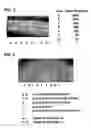 Fig. 04 - Methods of using cleavable solid phases for isolating nucleic acids