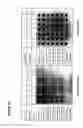Fig. 12 - Neomycin-phosphotransferase-genes and methods for the selection of recombinant cells producing high levels of a desired gene product