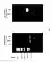 Fig. 09 - Compositions and methods utilizing stable reporter cell lines for detection of CREB-dependent signal transduction
