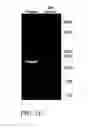 Fig. 19 - Method for producing a synthetic gene or other DNA sequence