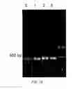 Fig. 56 - Method for producing a synthetic gene or other DNA sequence