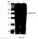 Fig. 74 - Method for producing a synthetic gene or other DNA sequence