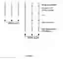 Fig. 03 - Methods and kits for preparing nucleic acid samples