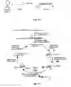 Fig. 02 - In vitro selection of aptamer beacons