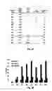Fig. 08 - In vitro selection of aptamer beacons