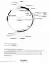 Fig. 08 - Complementary DNAs
