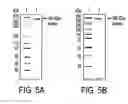 Fig. 06 - Homogeneous populations of molecules