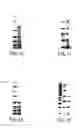 Fig. 08 - Homogeneous populations of molecules
