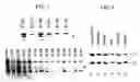 Fig. 03 - DLC-1 gene deleted in cancers