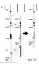 Fig. 07 - DLC-1 gene deleted in cancers