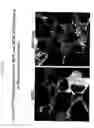 Fig. 22 - Modified G-protein coupled receptors