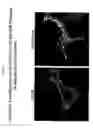 Fig. 23 - Modified G-protein coupled receptors