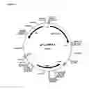 Fig. 09 - Recombinant fusion proteins with high affinity binding to gold and applications thereof