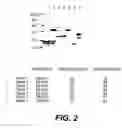 Fig. 04 - Cross-reactive monoclonal and polyclonal antibodies which recognize surface proteins from coagulase-negative staphylococci and staphylococcus aureus