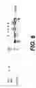Fig. 13 - Cross-reactive monoclonal and polyclonal antibodies which recognize surface proteins from coagulase-negative staphylococci and staphylococcus aureus