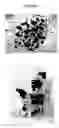 Fig. 02 - Semi-automated microscopic assessment of islet quantity, equivalence and purity