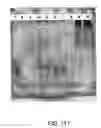 Fig. 331 - Pharmaceutical compositions of glycoconjugates