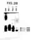 Fig. 04 - Ligands for EPH-like receptors