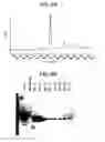 Fig. 08 - Ligands for EPH-like receptors