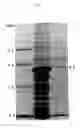 Fig. 02 - Mite galectin