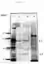 Fig. 04 - Mite galectin