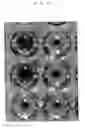 Fig. 05 - Mite galectin
